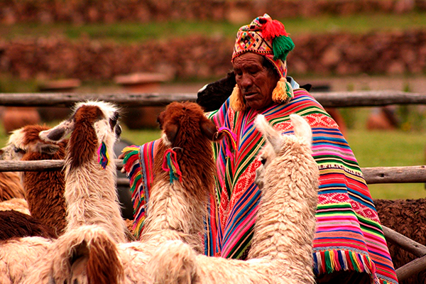 Local people in Machu Picchu Hiking Llamas